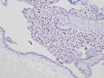 p57Kip2 (Mitotic Inhibitor/Suppressor Protein) Antibody in Immunohistochemistry (Paraffin) (IHC (P))