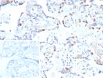 p57Kip2 (Mitotic Inhibitor/Suppressor Protein) Antibody in Immunohistochemistry (Paraffin) (IHC (P))