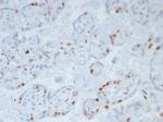 p57Kip2 (Mitotic Inhibitor/Suppressor Protein) Antibody in Immunohistochemistry (Paraffin) (IHC (P))