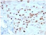 p57Kip2 (Mitotic Inhibitor/Suppressor Protein) Antibody in Immunohistochemistry (Paraffin) (IHC (P))