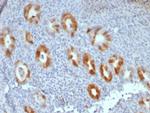 P16INK4a Antibody in Immunohistochemistry (Paraffin) (IHC (P))