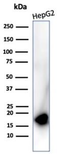 P16INK4a Antibody in Western Blot (WB)