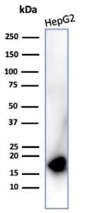 P16INK4a Antibody in Western Blot (WB)