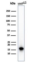 P16INK4a Antibody in Western Blot (WB)