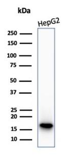 P16INK4a Antibody in Western Blot (WB)