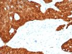 P16INK4a Antibody in Immunohistochemistry (Paraffin) (IHC (P))