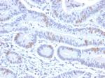 BRAF35/HMG20B Antibody in Immunohistochemistry (Paraffin) (IHC (P))