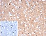 Tubulin beta 3/TUBB3 (Neuronal and Stem Cell Marker) Antibody in Immunohistochemistry (Paraffin) (IHC (P))