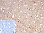 Tubulin beta 3/TUBB3 (Neuronal and Stem Cell Marker) Antibody in Immunohistochemistry (Paraffin) (IHC (P))