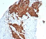 Tubulin beta 3/TUBB3 (Neuronal and Stem Cell Marker) Antibody in Immunohistochemistry (Paraffin) (IHC (P))