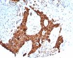 Tubulin beta 3/TUBB3 (Neuronal and Stem Cell Marker) Antibody in Immunohistochemistry (Paraffin) (IHC (P))