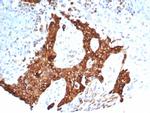 Tubulin beta 3/TUBB3 (Neuronal and Stem Cell Marker) Antibody in Immunohistochemistry (Paraffin) (IHC (P))