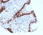 CDX2/Caudal Type Homeobox 2 (GI Epithelial Marker) Antibody in Immunohistochemistry (Paraffin) (IHC (P))