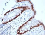 CDX2/Caudal Type Homeobox 2 (GI Epithelial Marker) Antibody in Immunohistochemistry (Paraffin) (IHC (P))