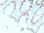 CDX2/Caudal Type Homeobox 2 Antibody in Immunohistochemistry (Paraffin) (IHC (P))