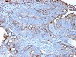 MerTK (Innate Immune Checkpoint) Antibody in Immunohistochemistry (Paraffin) (IHC (P))