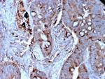 MerTK (Innate Immune Checkpoint) Antibody in Immunohistochemistry (Paraffin) (IHC (P))