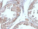 Follistatin/Activin Binding Protein Antibody in Immunohistochemistry (Paraffin) (IHC (P))