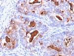 Carcinoembryonic Antigen (CEA)/CD66 Antibody in Immunohistochemistry (Paraffin) (IHC (P))