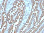 Carcinoembryonic Antigen (CEA)/CD66e Antibody in Immunohistochemistry (Paraffin) (IHC (P))