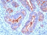 Carcinoembryonic Antigen (CEA)/CD66 Antibody in Immunohistochemistry (Paraffin) (IHC (P))