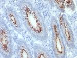 Carcinoembryonic Antigen (CEA)/CD66 Antibody in Immunohistochemistry (Paraffin) (IHC (P))