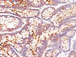 Carcinoembryonic Antigen (CEA)/CD66 Antibody in Immunohistochemistry (Paraffin) (IHC (P))