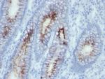 Carcinoembryonic Antigen (CEA)/CD66 Antibody in Immunohistochemistry (Paraffin) (IHC (P))