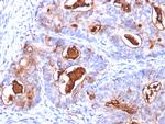 Carcinoembryonic Antigen (CEA)/CD66 Antibody in Immunohistochemistry (Paraffin) (IHC (P))