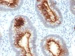 Carcinoembryonic Antigen (CEA)/CD66 Antibody in Immunohistochemistry (Paraffin) (IHC (P))