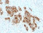 Carcinoembryonic Antigen (CEA)/CD66 Antibody in Immunohistochemistry (Paraffin) (IHC (P))