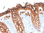 Carcinoembryonic Antigen (CEA)/CD66e Antibody in Immunohistochemistry (Paraffin) (IHC (P))