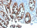 Carcinoembryonic Antigen (CEA)/CD66e Antibody in Immunohistochemistry (Paraffin) (IHC (P))