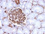 Nestin Antibody in Immunohistochemistry (Paraffin) (IHC (P))