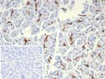 CFTR (Cystic Fibrosis Transmembrane Conductance Regulator) Antibody in Immunohistochemistry (Paraffin) (IHC (P))