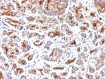 CFTR (Cystic Fibrosis Transmembrane Conductance Regulator) Antibody in Immunohistochemistry (Paraffin) (IHC (P))