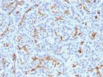 CFTR (Cystic Fibrosis Transmembrane Conductance Regulator) Antibody in Immunohistochemistry (Paraffin) (IHC (P))