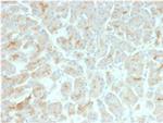 CFTR (Cystic Fibrosis Transmembrane Conductance Regulator) Antibody in Immunohistochemistry (Paraffin) (IHC (P))