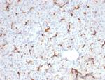 CFTR (Cystic Fibrosis Transmembrane Conductance Regulator) Antibody in Immunohistochemistry (Paraffin) (IHC (P))