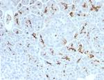 CFTR (Cystic Fibrosis Transmembrane Conductance Regulator) Antibody in Immunohistochemistry (Paraffin) (IHC (P))