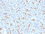 CFTR (Cystic Fibrosis Transmembrane Conductance Regulator) Antibody in Immunohistochemistry (Paraffin) (IHC (P))