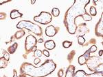 HCG-alpha Antibody in Immunohistochemistry (Paraffin) (IHC (P))