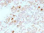 LH, alpha (Luteinizing Hormone, alpha) Antibody in Immunohistochemistry (Paraffin) (IHC (P))