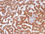 ALDH1L1 Antibody in Immunohistochemistry (Paraffin) (IHC (P))