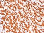 ALDH1L1 Antibody in Immunohistochemistry (Paraffin) (IHC (P))