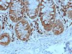 ALDH1L1 Antibody in Immunohistochemistry (Paraffin) (IHC (P))