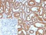 ALDH1L1 Antibody in Immunohistochemistry (Paraffin) (IHC (P))