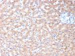 ALDH1L1 Antibody in Immunohistochemistry (Paraffin) (IHC (P))