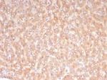 ALDH1L1 Antibody in Immunohistochemistry (Paraffin) (IHC (P))