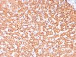 ALDH1L1 Antibody in Immunohistochemistry (Paraffin) (IHC (P))